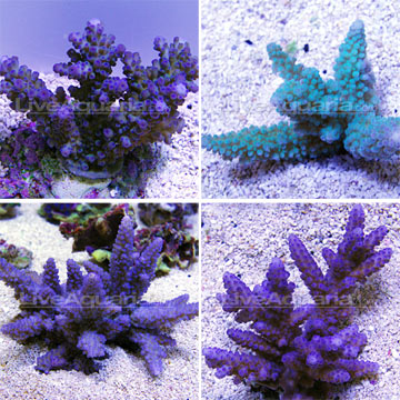 Branching Acropora Coral, Blue