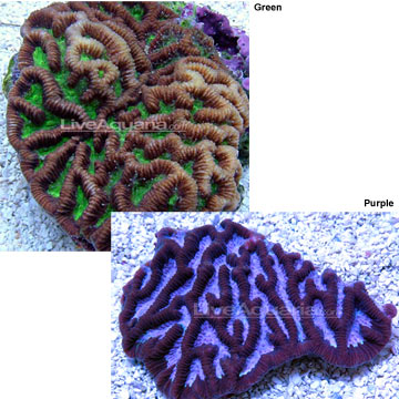 Brain Worm Platygyra Coral