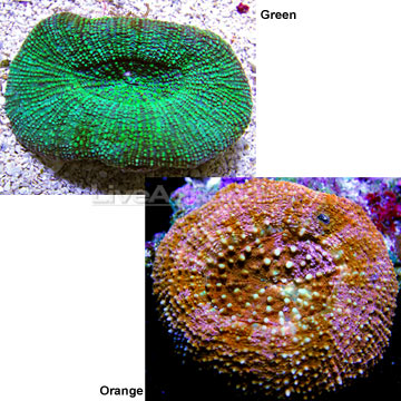 Button Coral, Parascolymia