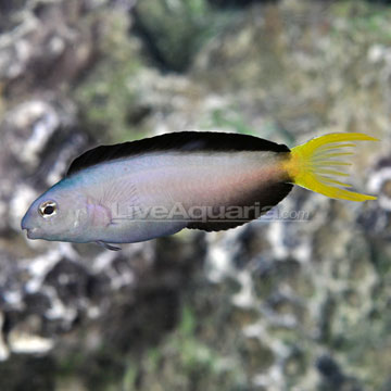 Harptail Blenny  