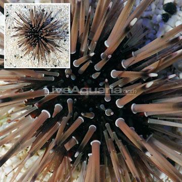 Shortspine Urchin, Caribbean (Build Your Own Kit)