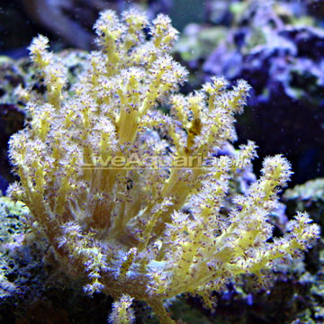 Tree Coral, Yellow