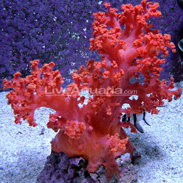Flower Tree Coral - Red / Orange EXPERT ONLY