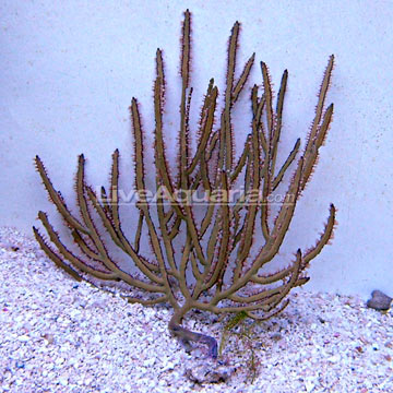 Green Lace Gorgonian