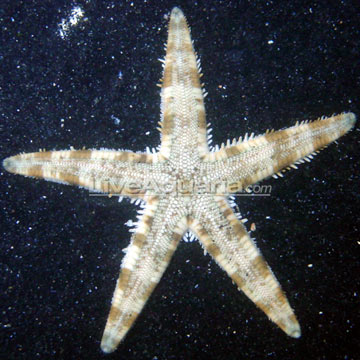 Sand Sifting Sea Star