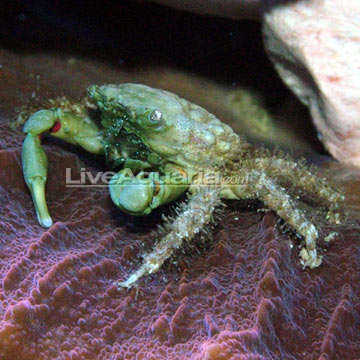 Emerald Crab