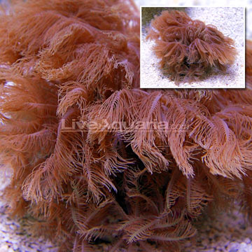 Clove Polyp, Aquacultured, ORA®