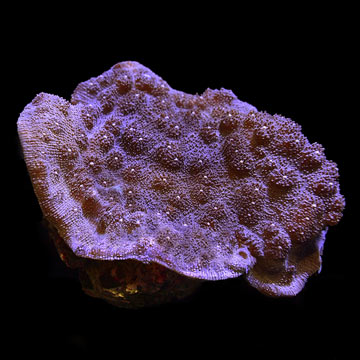 ORA&reg; Aquacultured Blue Chalice Echinopora Coral