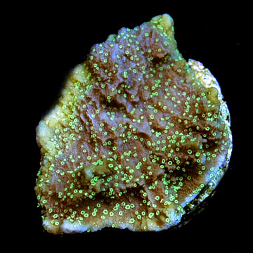 ORA&reg; Aquacultured Supernatural Capricornis Coral