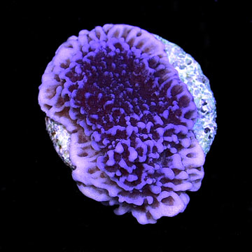 ORA® Aquacultured Purple Montipora Undata Coral