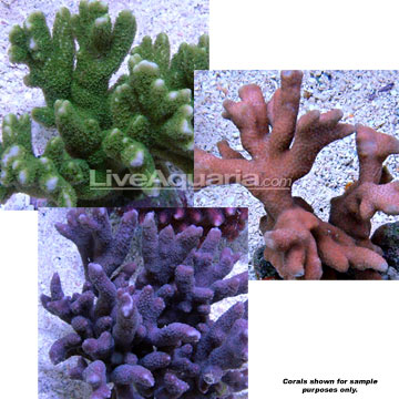 Branched Montipora Coral