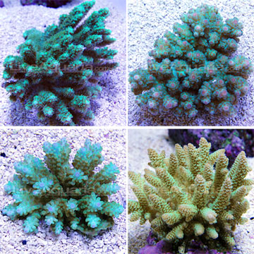 Bushy Acropora Coral, Green