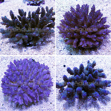 Bushy Acropora Coral, Purple/Blue