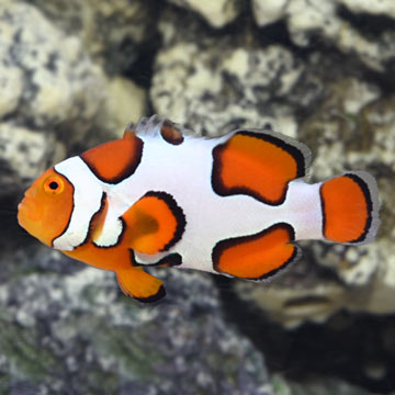 Semi Picasso Clownfish, Captive-Bred