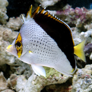 Tinkeri Butterflyfish 