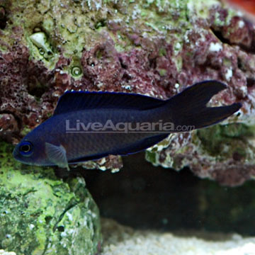 Macneill's Assessor Basslet