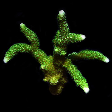 ORA® Aquacultured Neon Green Montipora digitata Coral