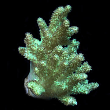 ORA&reg; Aquacultured Sinularia Finger Leather Coral