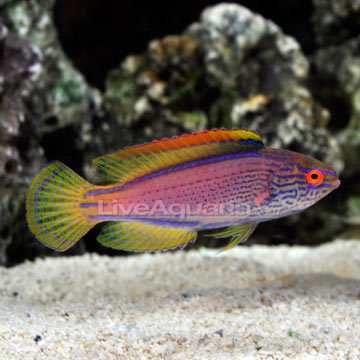 Lineatus Fairy Wrasse