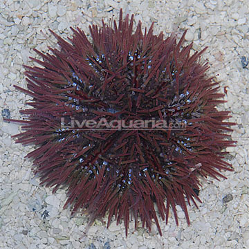 Pincushion Urchin