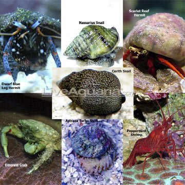 Basic & Deluxe Reef Packages