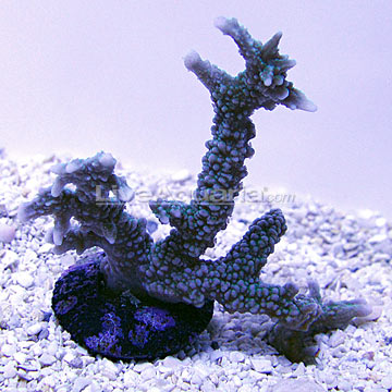 Elkhorn Montipora Coral, Green - Aquacultured, ORA Elkhorn Montipora Coral, Green - Aquacultured, ORA