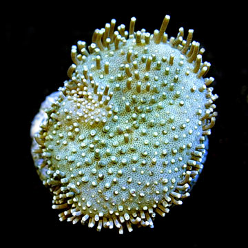 ORA&reg; Aquacultured Sarcophyton Toadstool Leather Coral