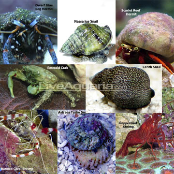 Caribbean Reef Diversity Pack