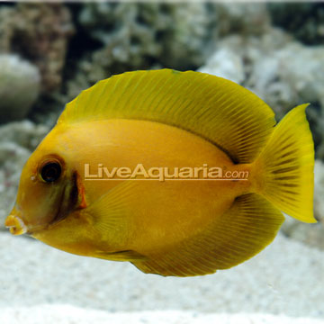 Lemon Tang