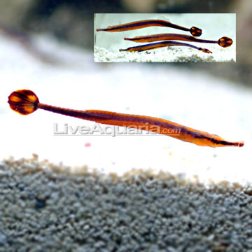 Bluestripe Pipefish EXPERT ONLY