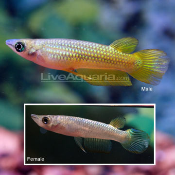 Golden Wonder Killifish