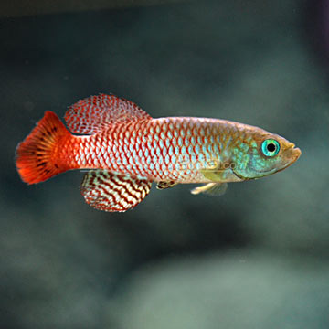 Guentheri Killifish