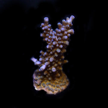 ORA&reg; Aquacultured Indo Purple Tip Acropora Coral