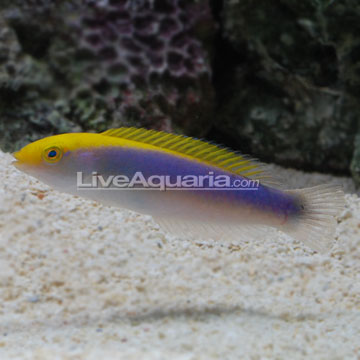 Lightning Wrasse