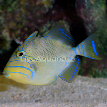 Queen Triggerfish