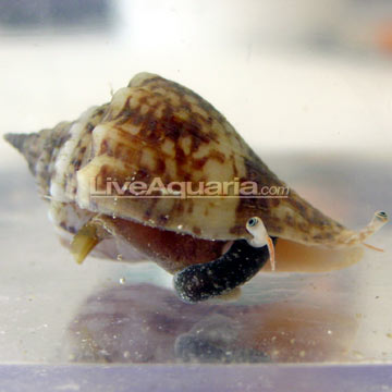 Fighting Conch, Aquacultured