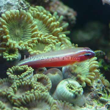 Red Neon Eviota Goby