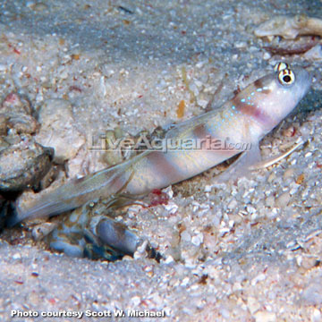 Steinitz Goby