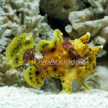 Yellow Angler