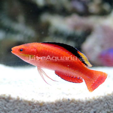 Conde's Fairy Wrasse