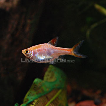 Golden Harlequin Rasbora