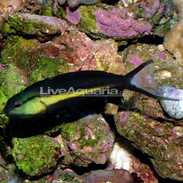 Bundoon Blenny