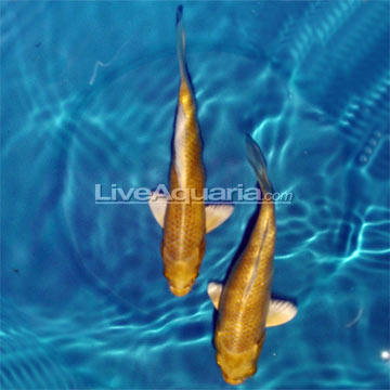 Yamabuki Ogon High Quality Koi, Japan Strain