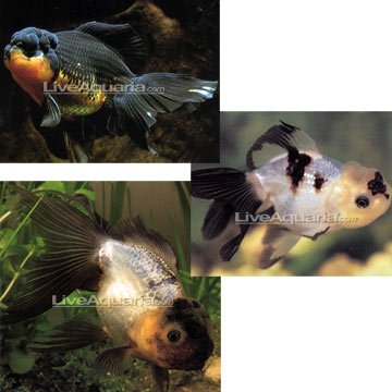 Tricolor Oranda Goldfish