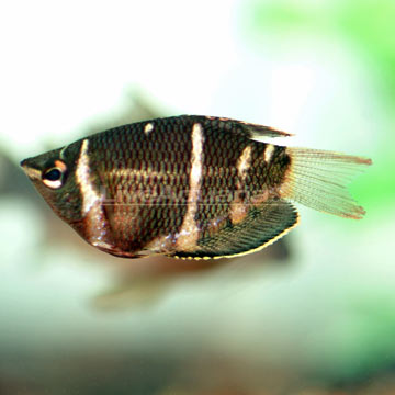 Chocolate Gourami
