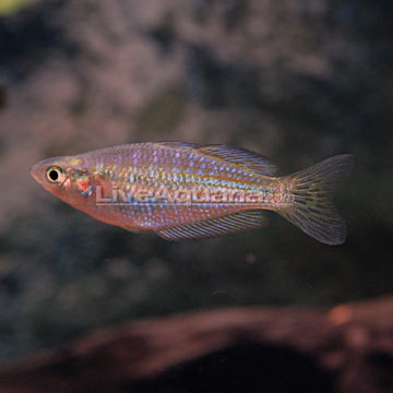 Eastern Rainbowfish