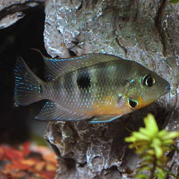 Firemouth Cichlid