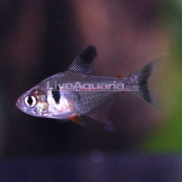 Black Phantom Tetra Group