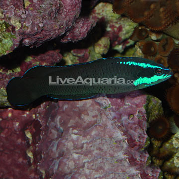 Springeri Dottyback, Captive-Bred