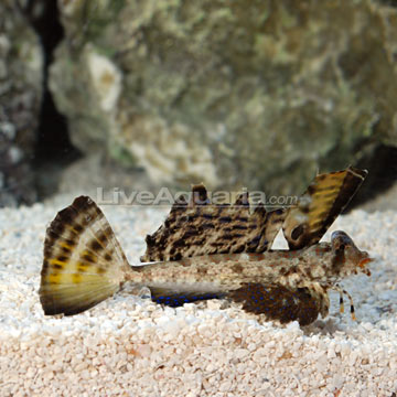 Orange and Black Dragonet 